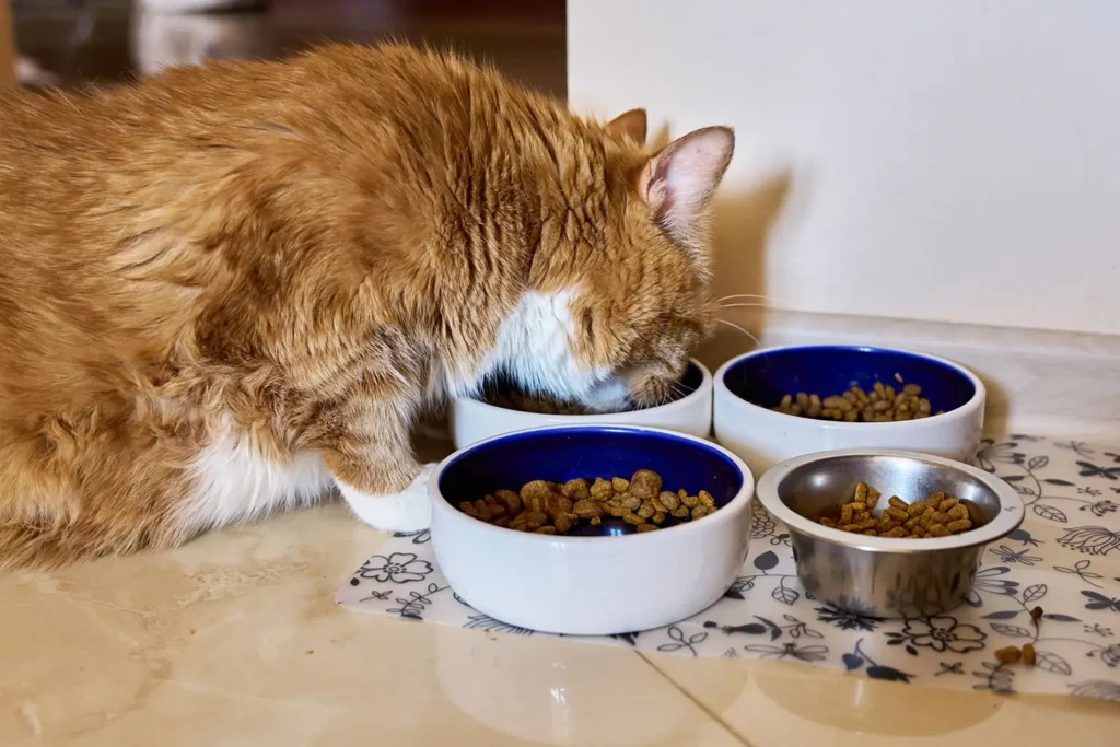 Adult and senior cat food
