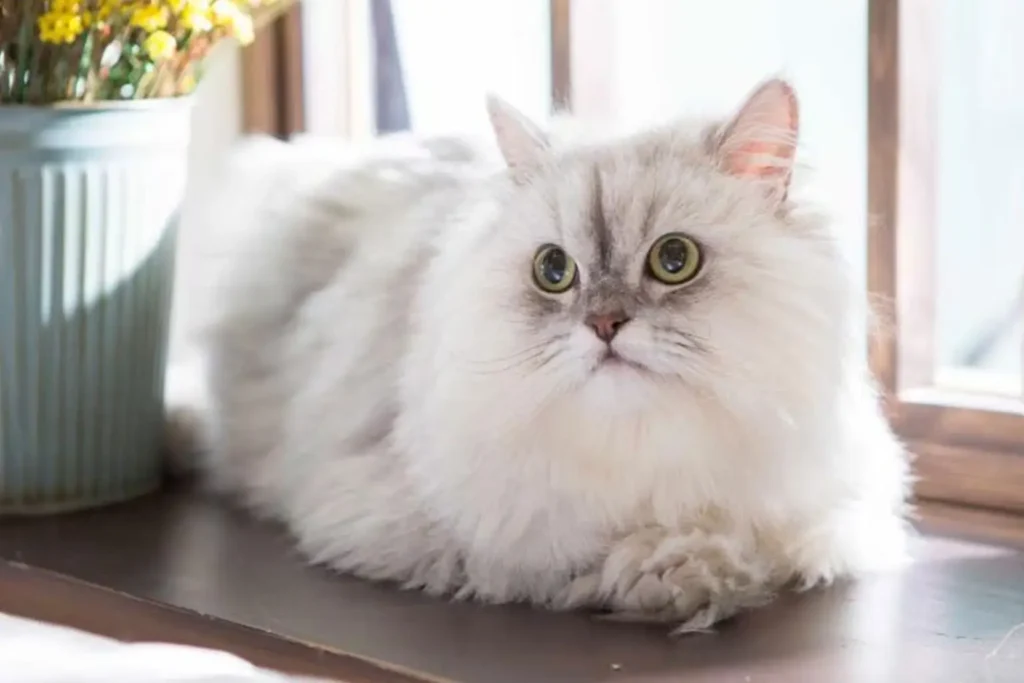 Persian cat