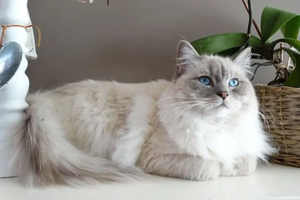 Ragdol cat