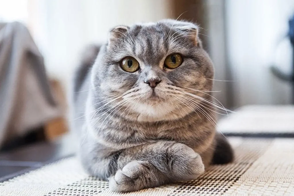 Scotish fold cat