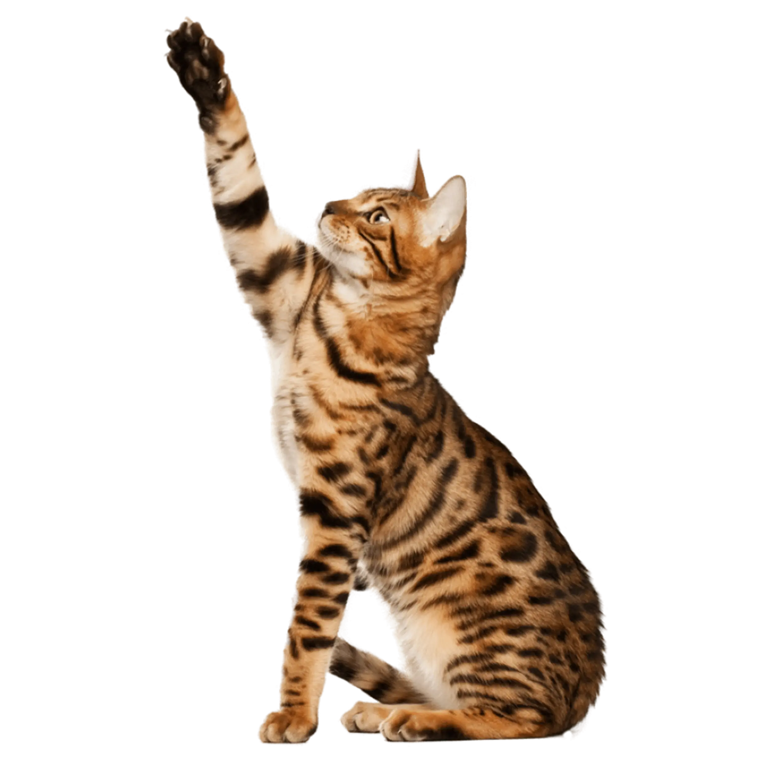 Bengal