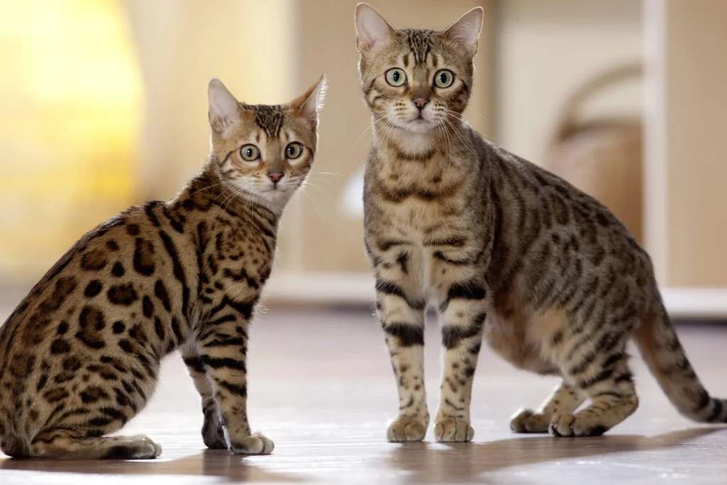 bengal