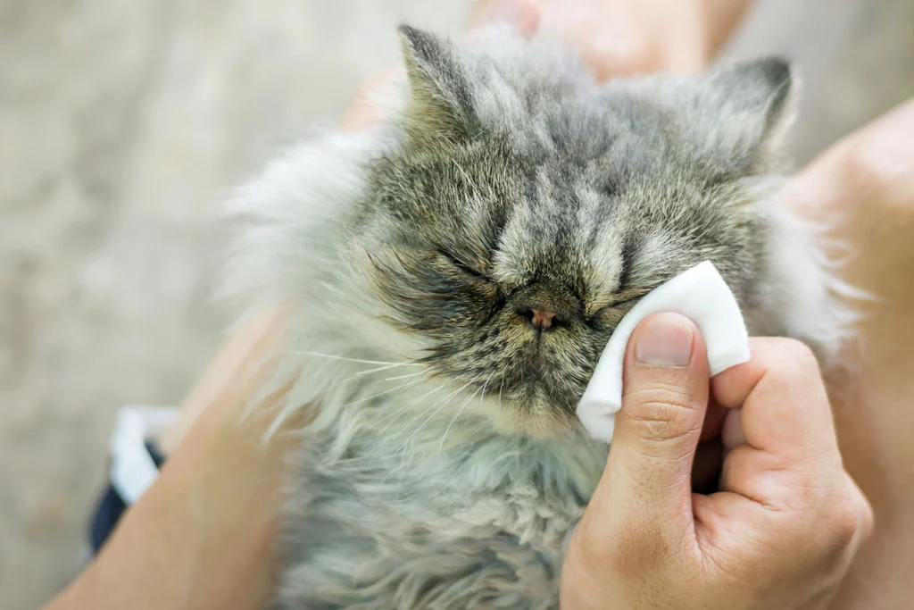 cat allergies