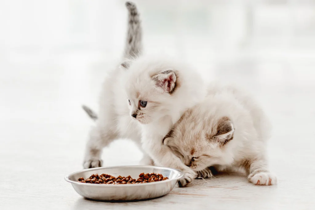 kitten food