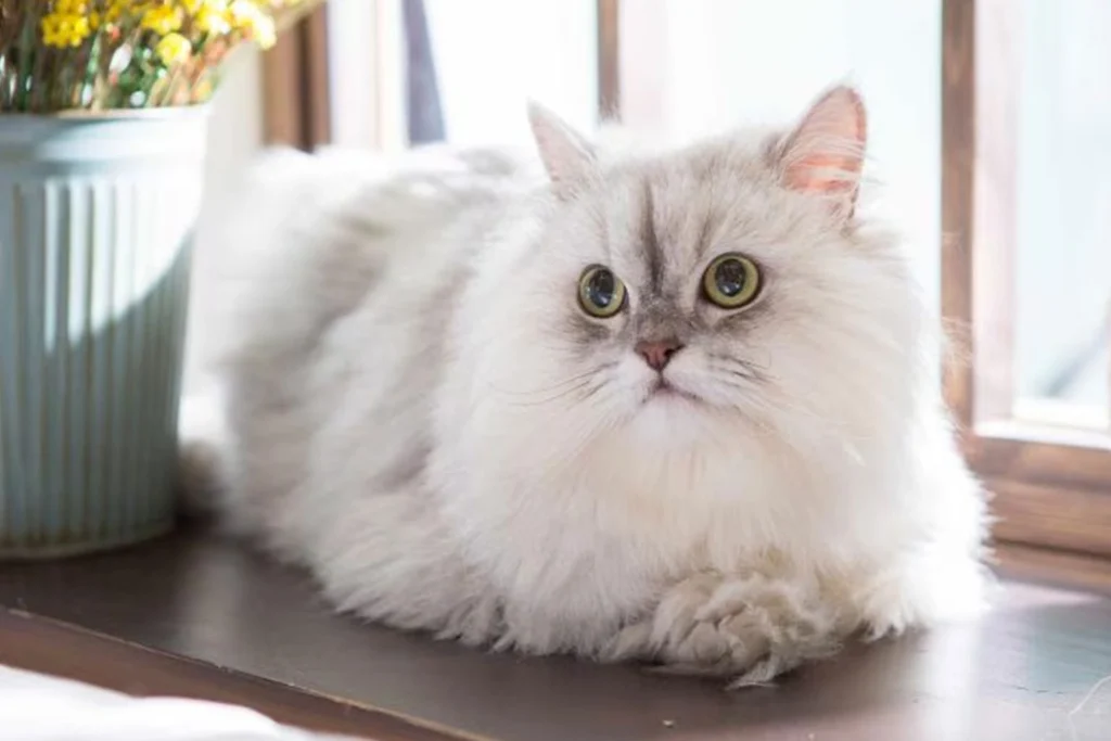 persian