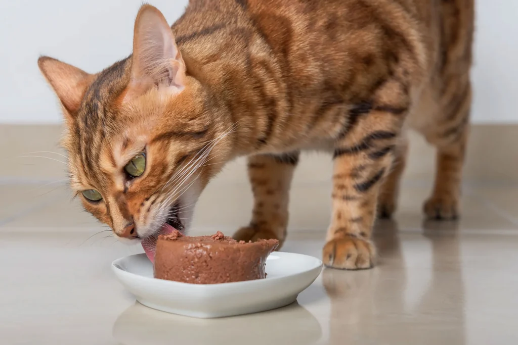 wet cat food