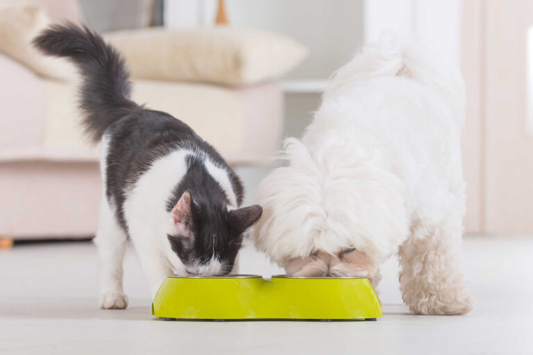 Can I Feed Dog Food to My Cat?